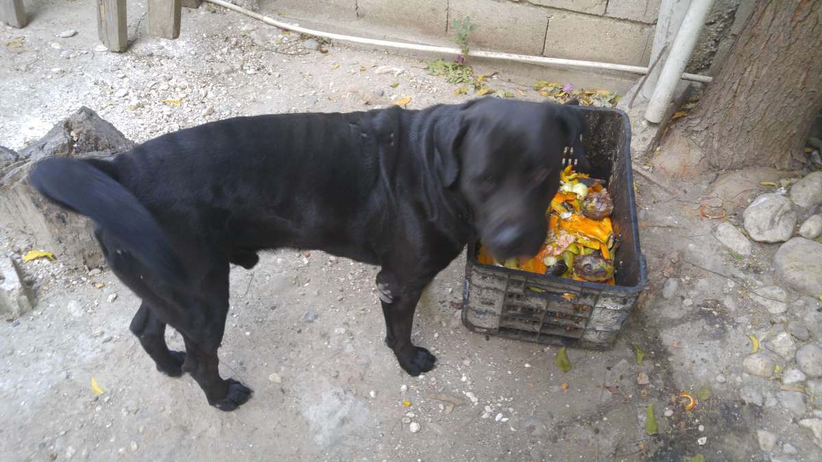 1haitidog1200